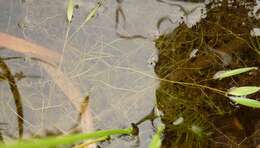 Image of little-leaf pondweed