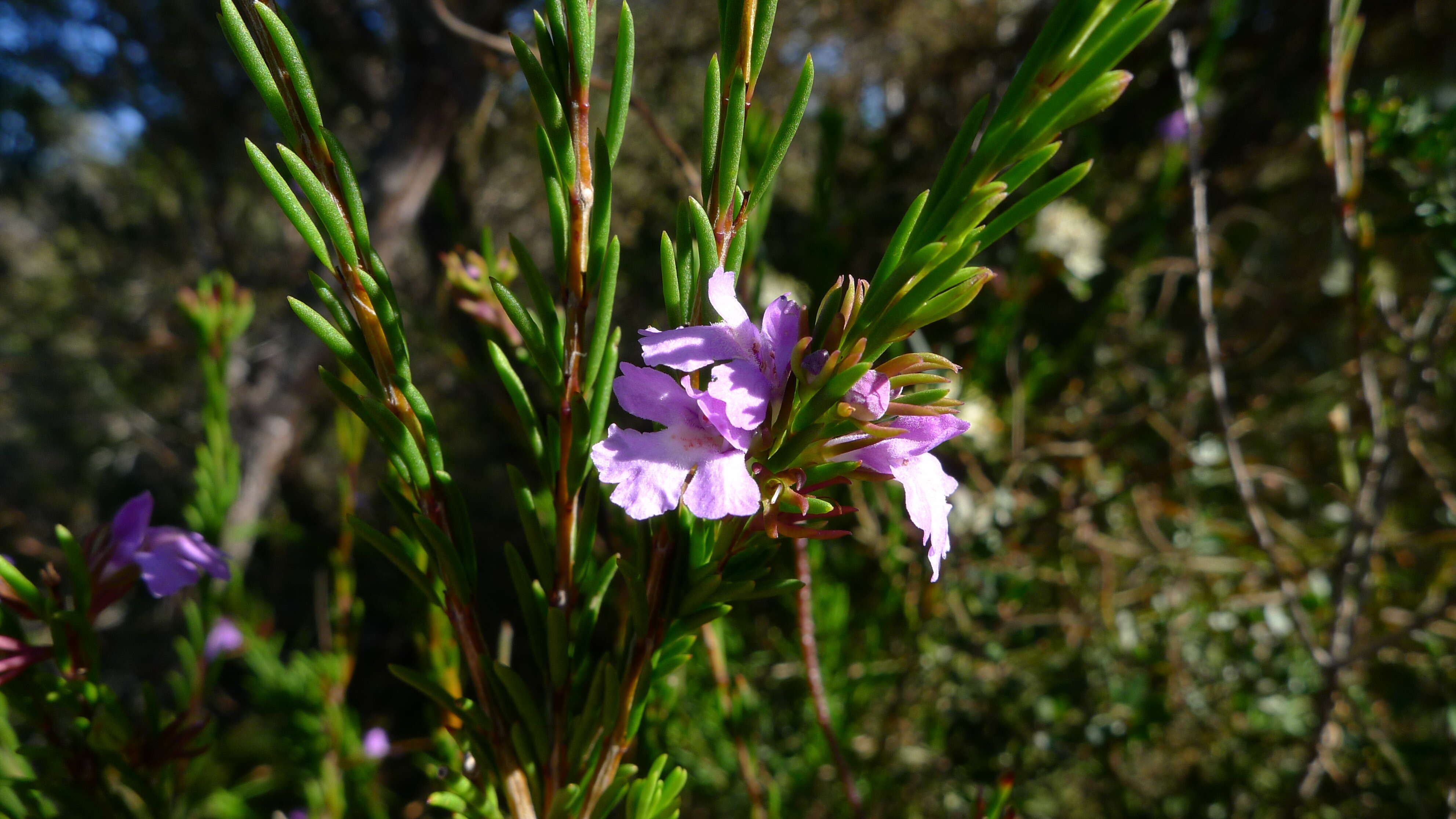 Hemigenia purpurea R. Br.的圖片