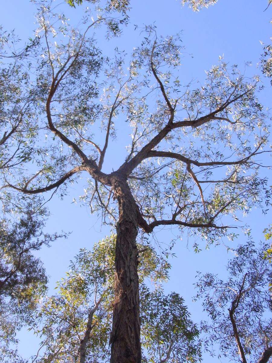 Image de Eucalyptus eugenioides Sieber ex Spreng.