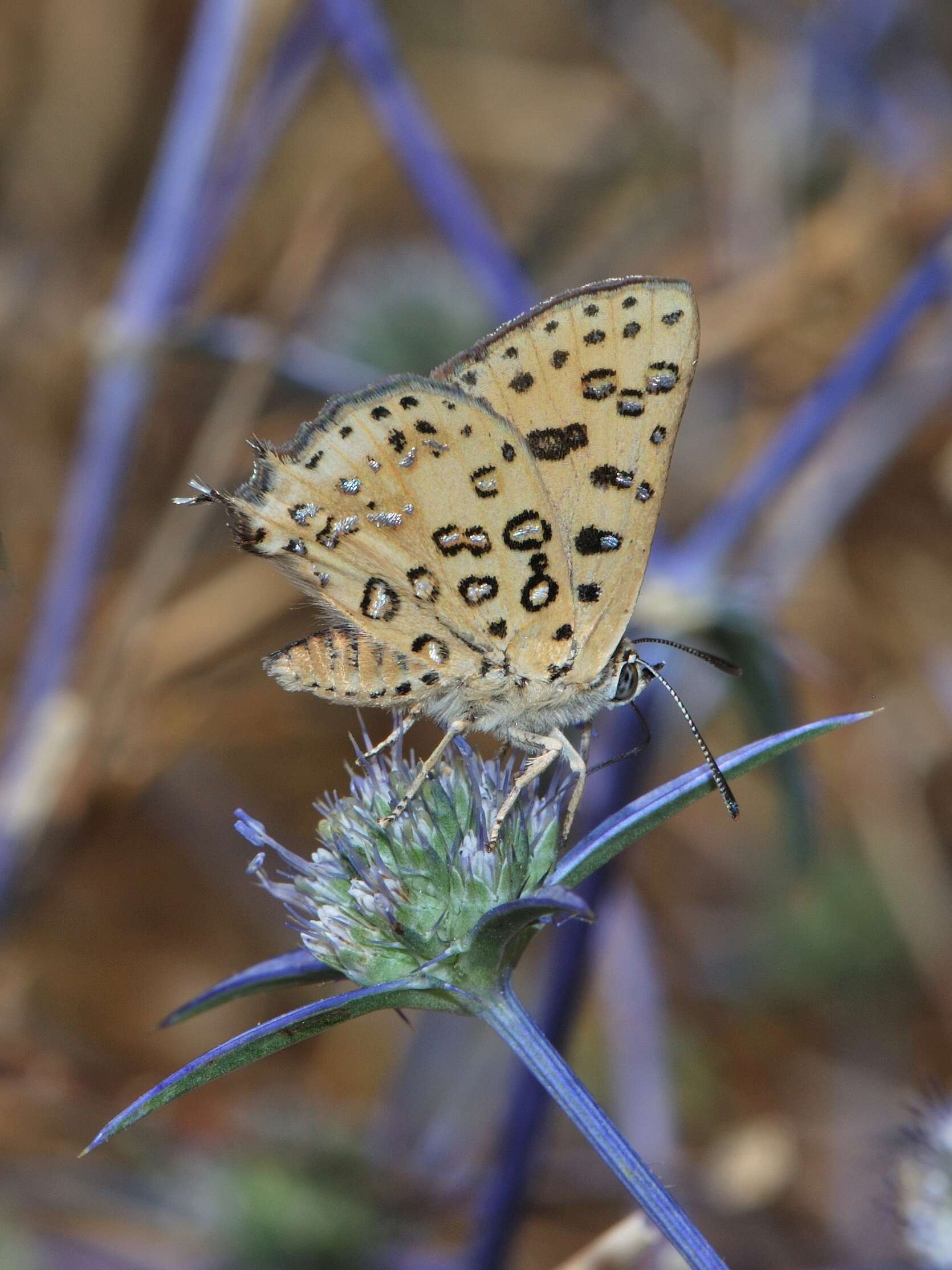 Image of eryngo