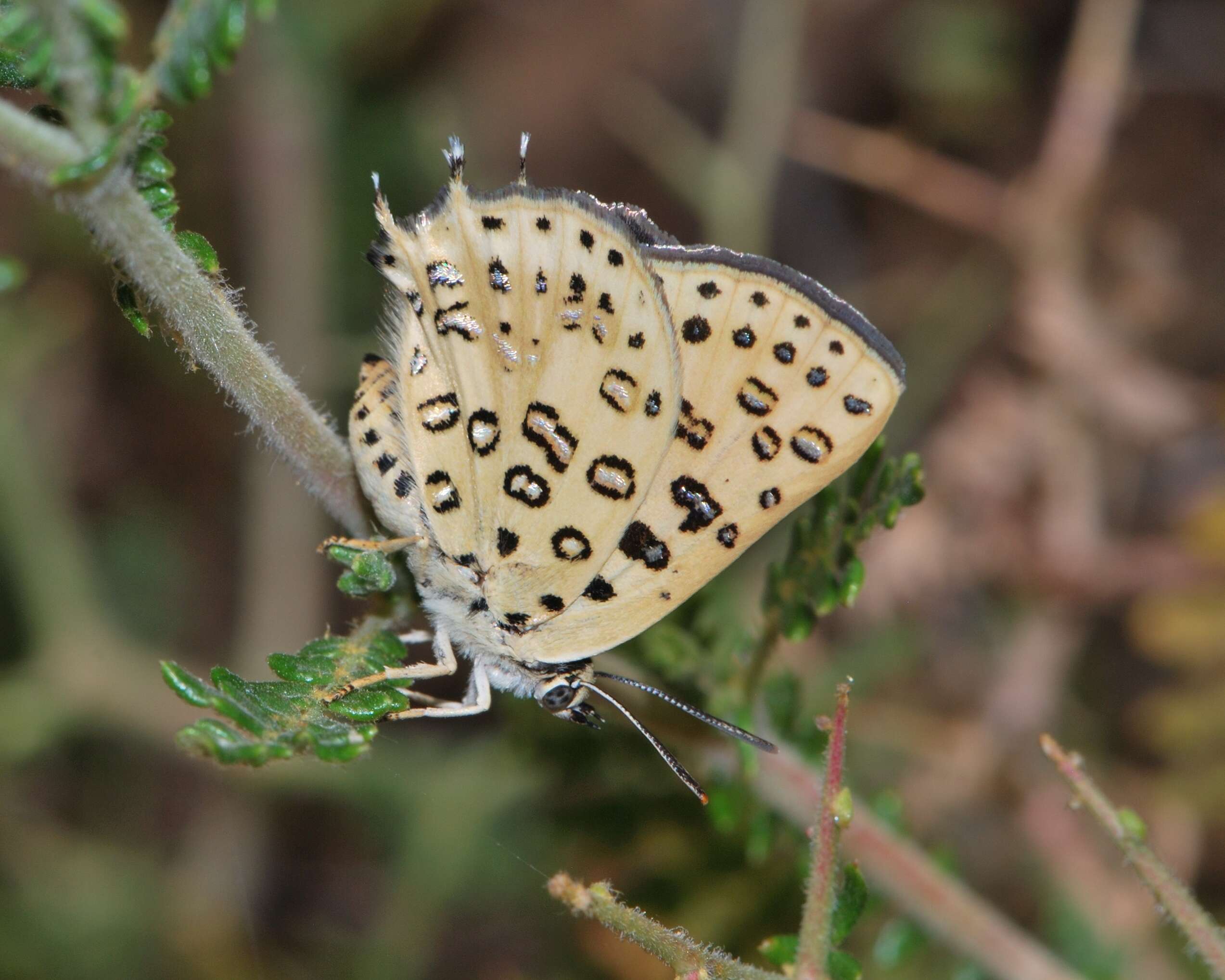 Image of Apharitis cilissa (Lederer 1861)