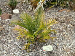 صورة Macrozamia communis L. A. S. Johnson