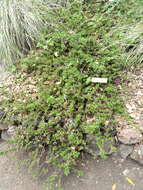 Image of Hearst Ranch buckbrush