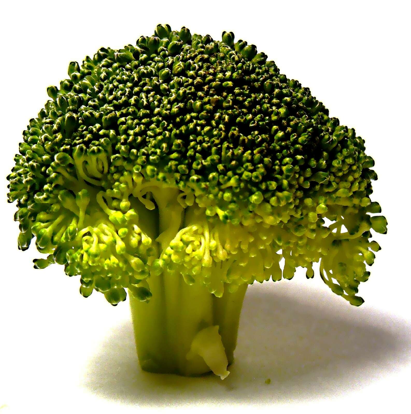 Image of sprouting broccoli