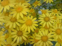 Image of golden ragwort