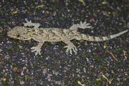 Image of Gray's Chinese Gecko