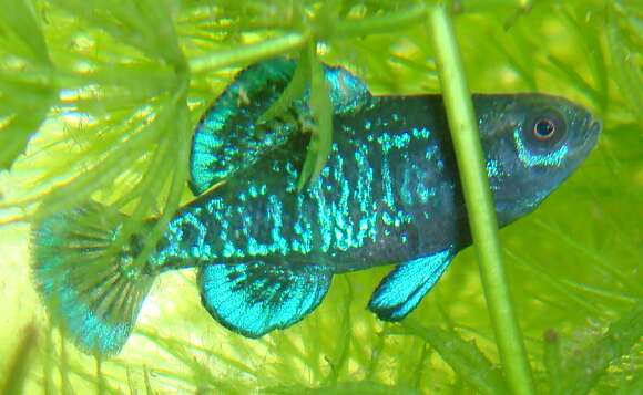 Image of Gulf Coast Pygmy Sunfish