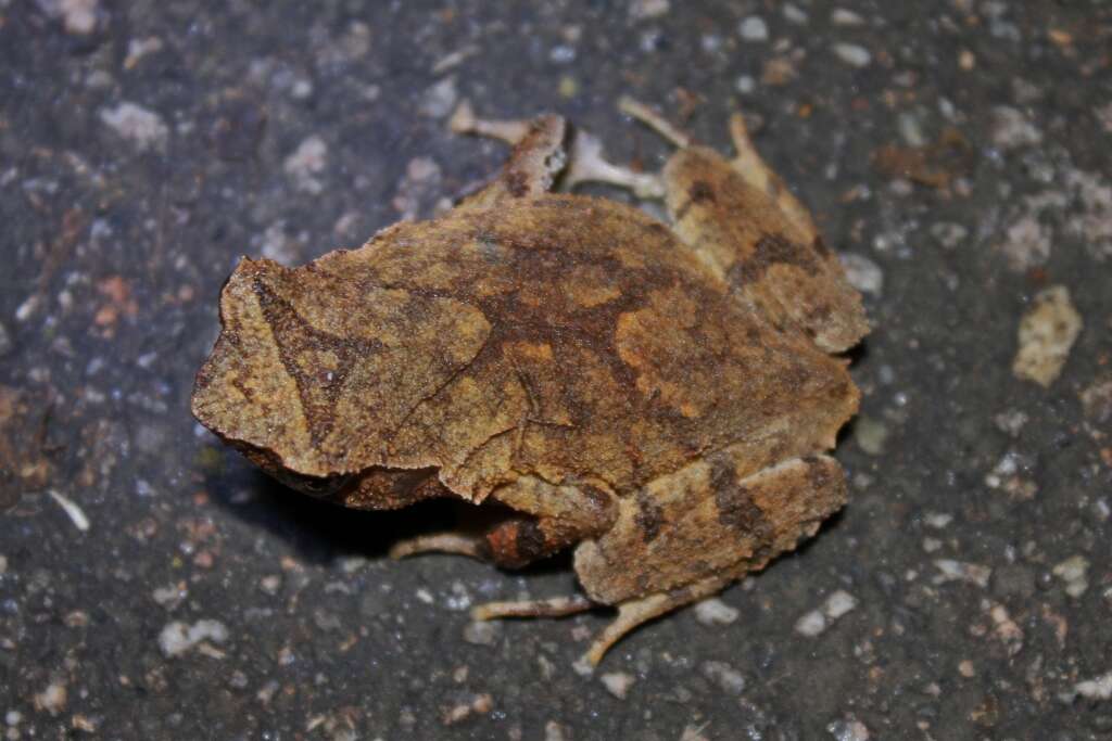 Image of Short-legged horned toad