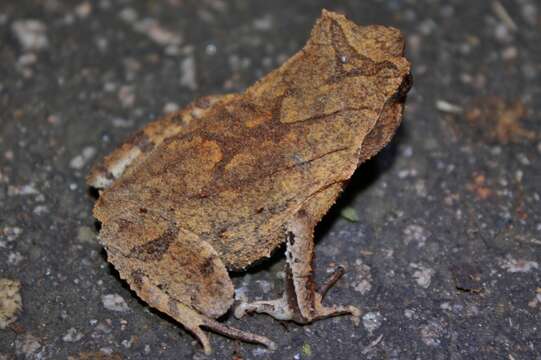 Image of Short-legged horned toad