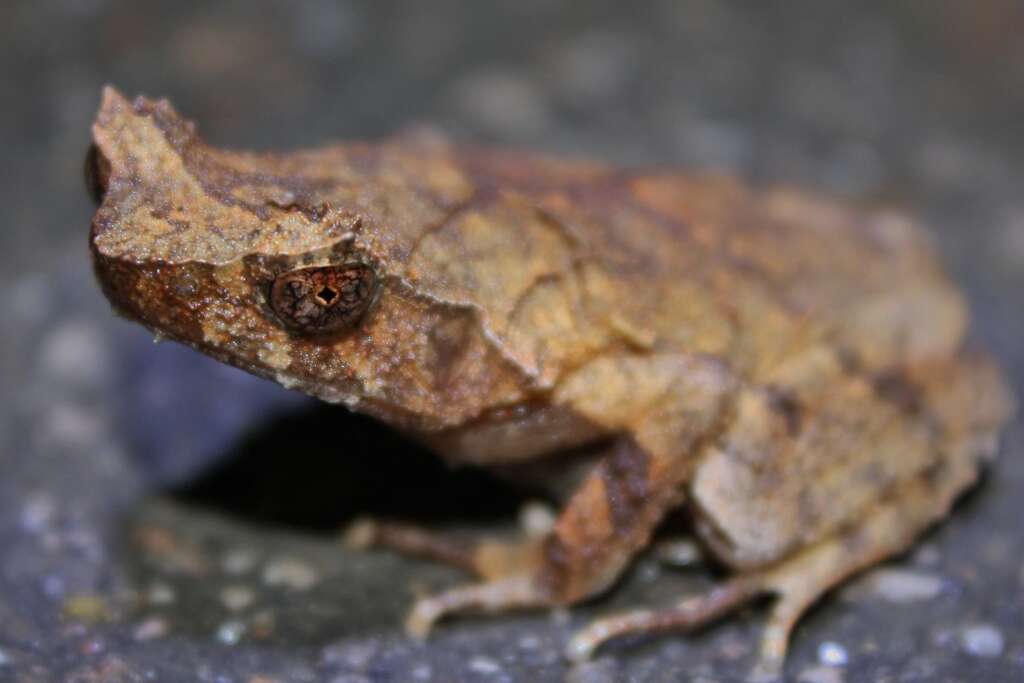 Image of Short-legged horned toad