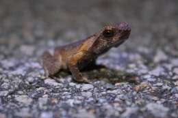 Image of Short-legged horned toad