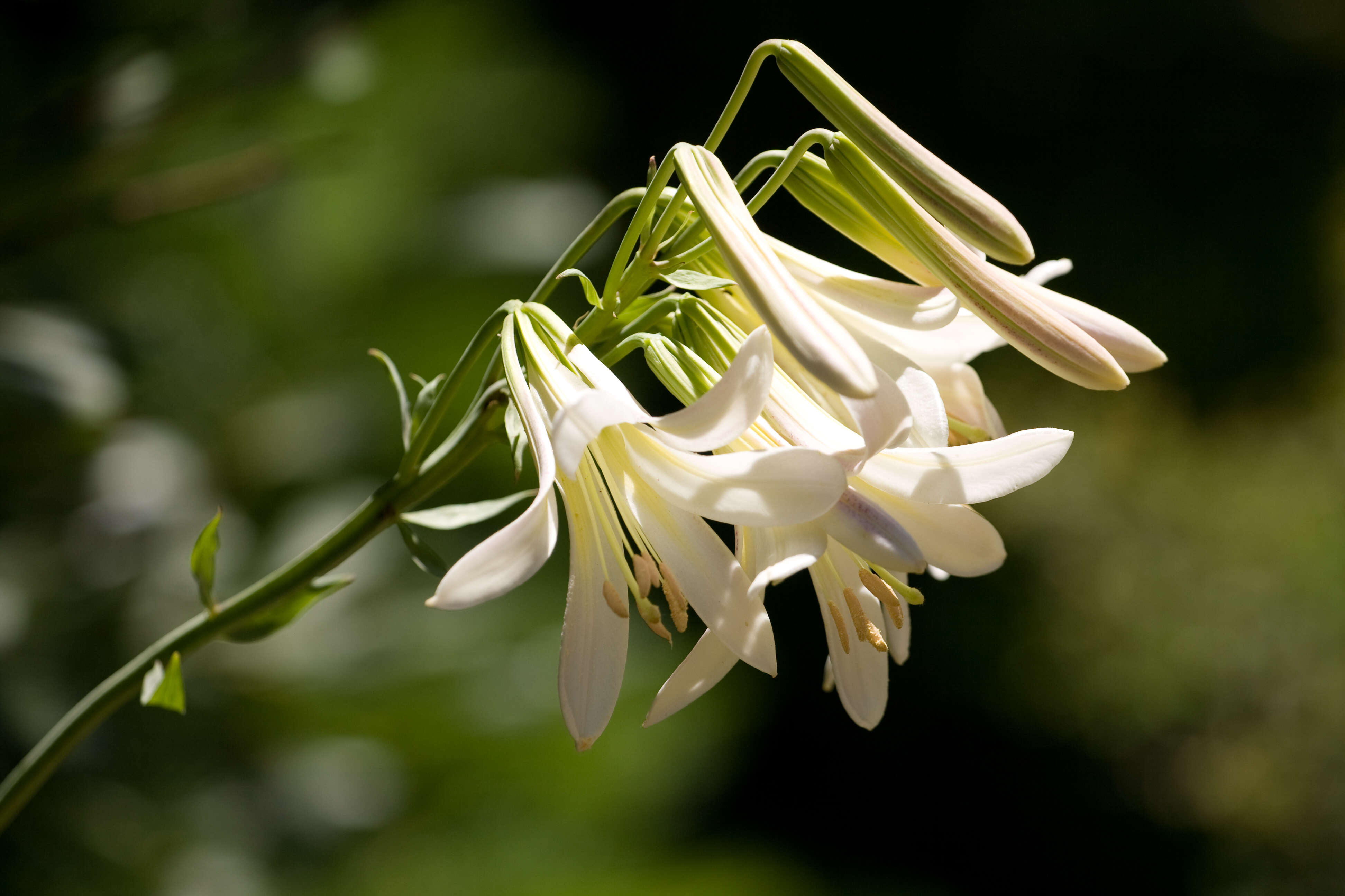 Image of Washington lily