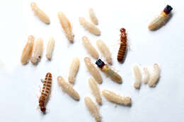 Image of Termite