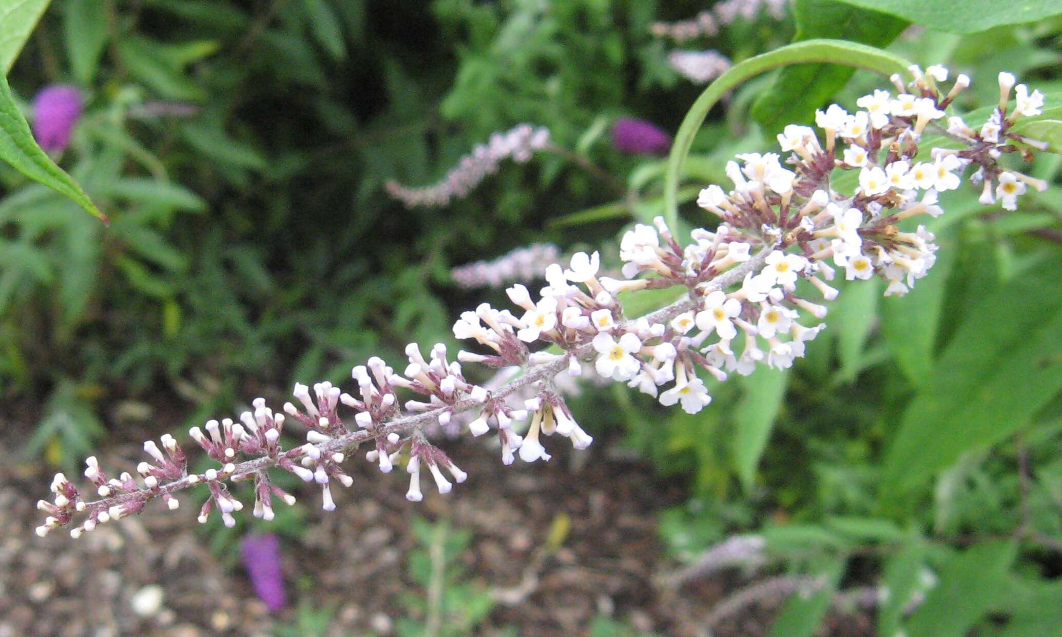 Image of Buddleja albiflora Hemsl.