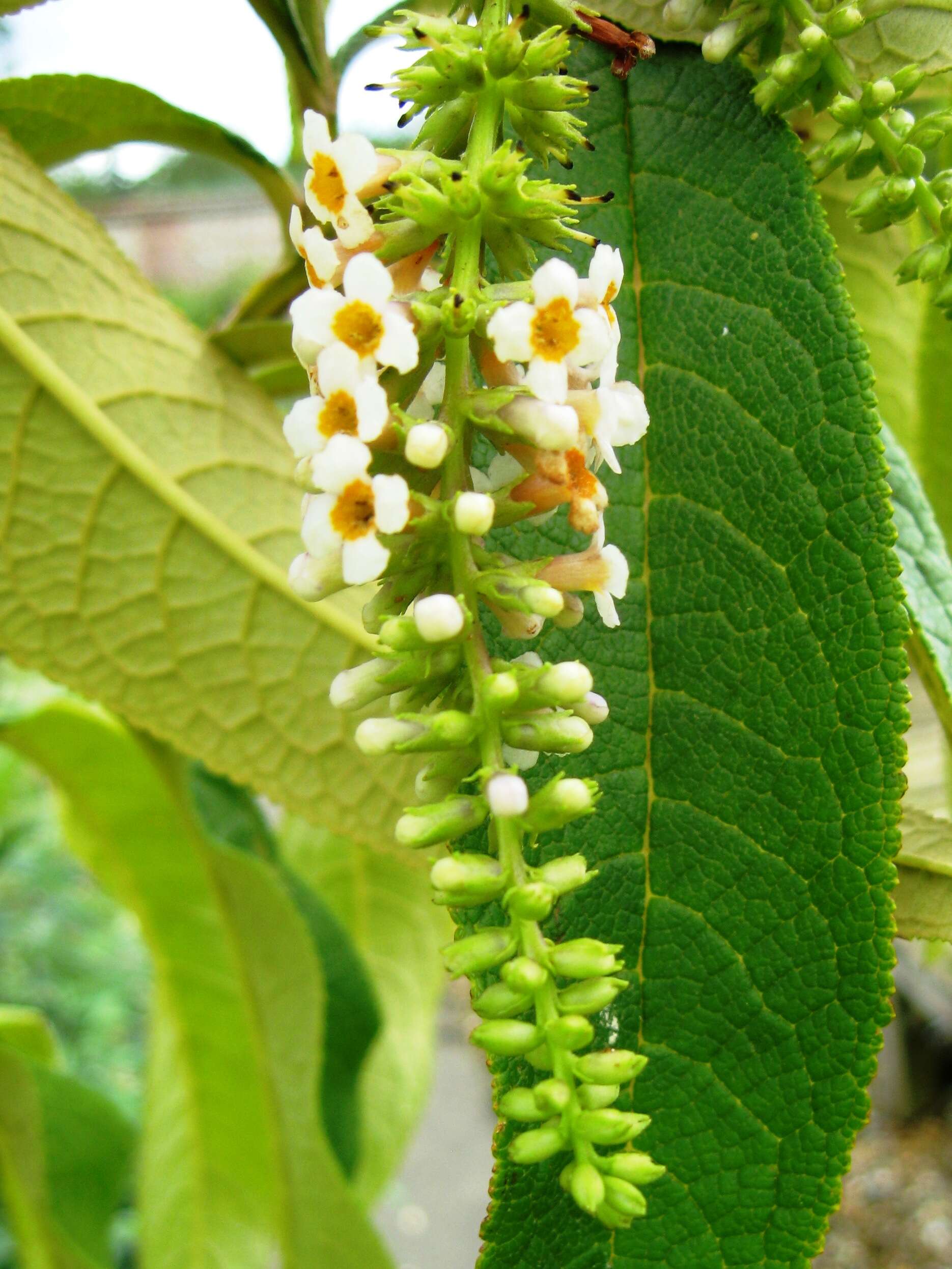 Image of Buddleja forrestii