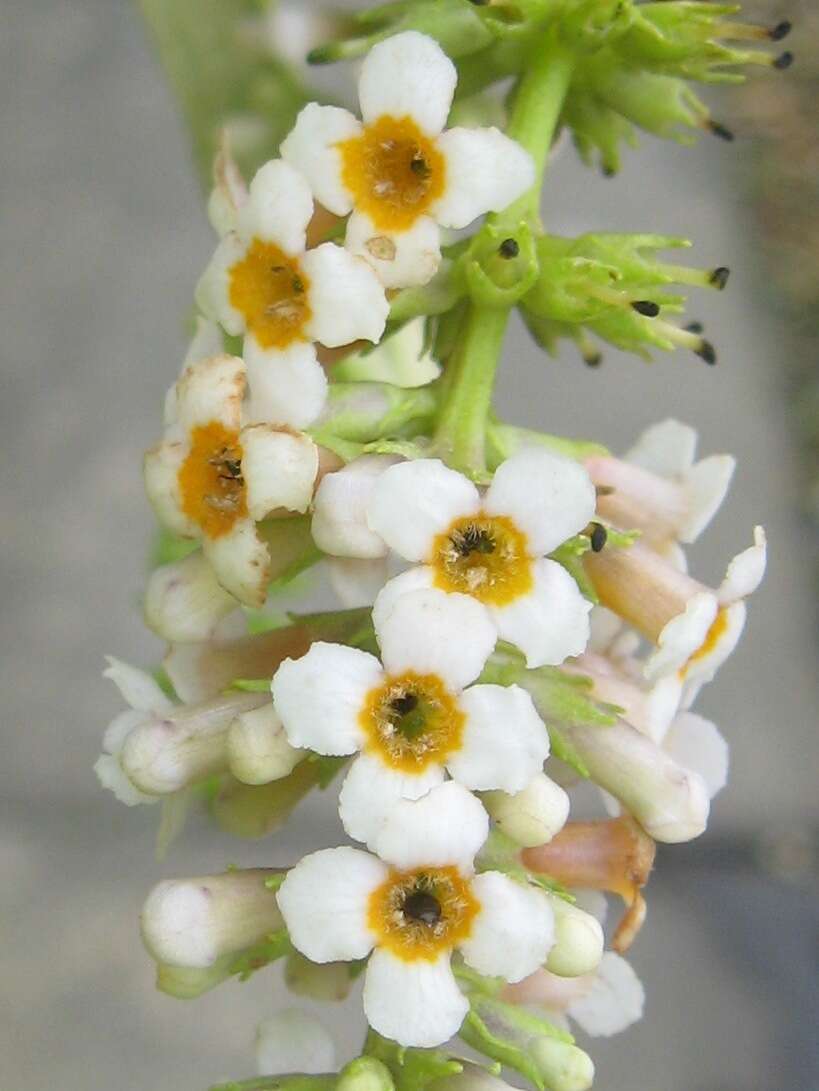 Image of Buddleja forrestii