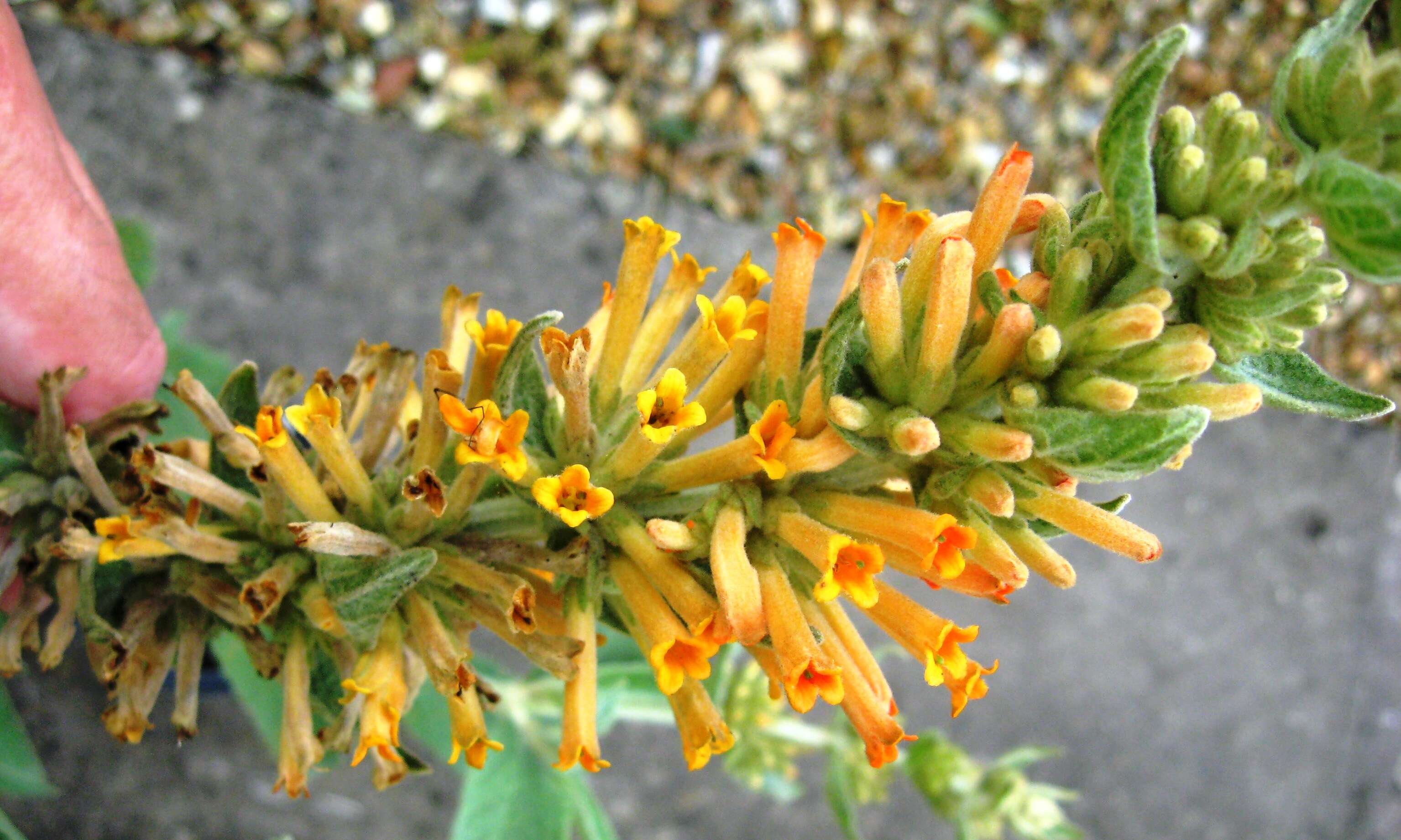 Image of Buddleja tubiflora Benth.