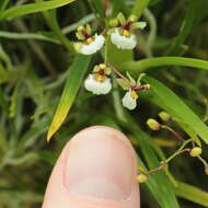 Image of Gomesa radicans (Rchb. fil.) M. W. Chase & N. H. Williams