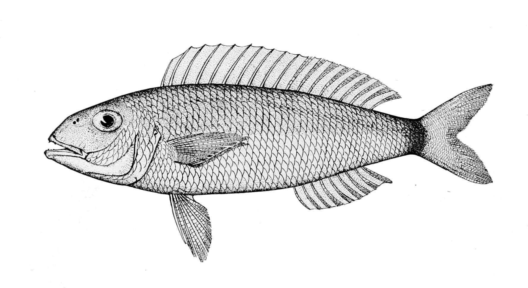 Image of Fork-tailed threadfin bream