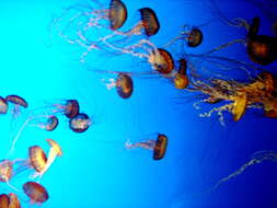 Image of Sea nettle