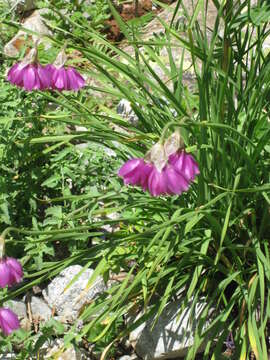 Image of Allium insubricum Boiss. & Reut.