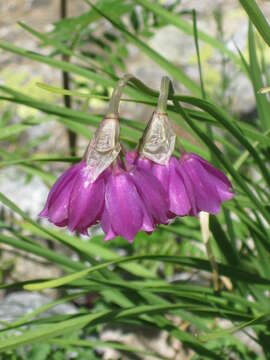 Image of Allium insubricum Boiss. & Reut.