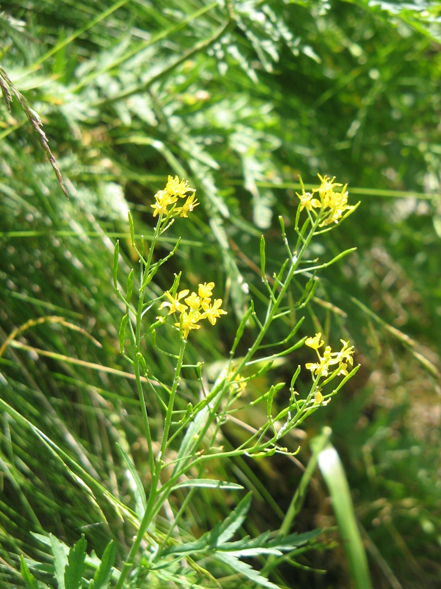 Image of Descurainia tanacetifolia (L.) Prantl