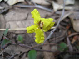 Image of Goodenia hederacea Sm.