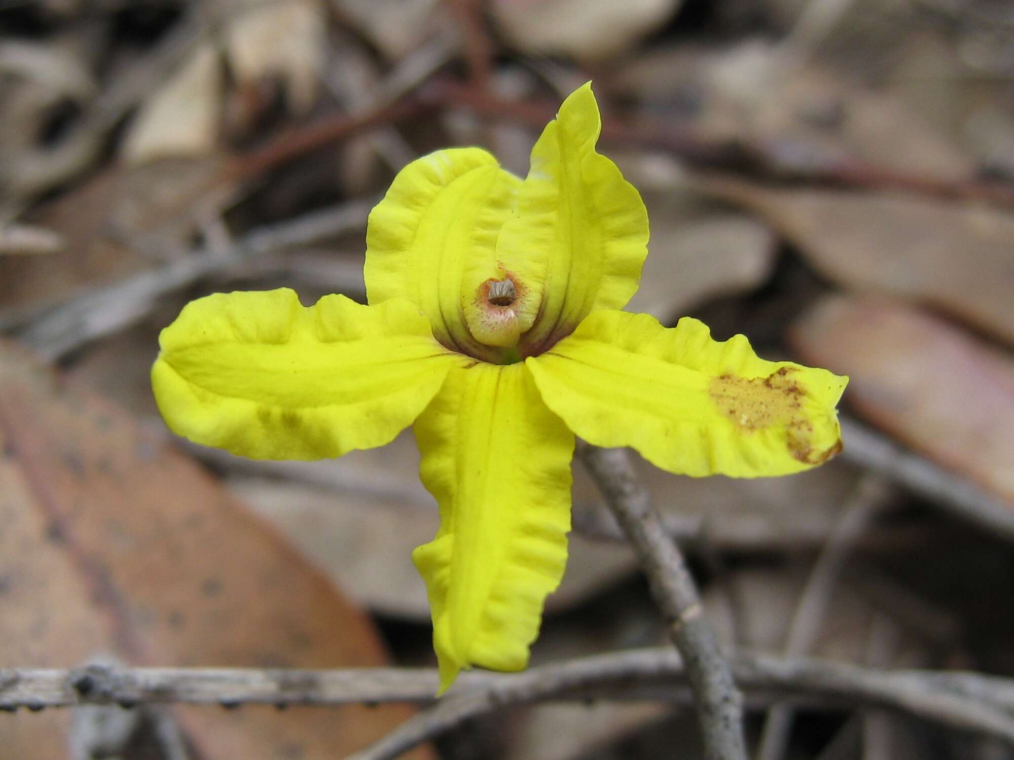 Image of Goodenia hederacea Sm.