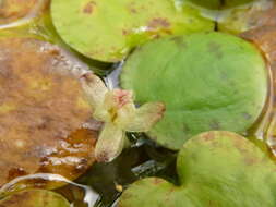 Image of West Indian spongeplant