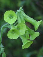 Image of Flowering Tobacco