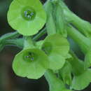 Nicotiana langsdorffii Schrank的圖片