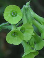 Image of Flowering Tobacco