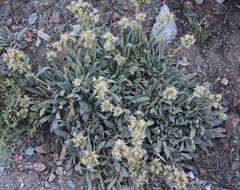 Image of silverleaf phacelia