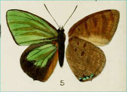 Image de Arhopala borneensis Bethune-Baker 1896