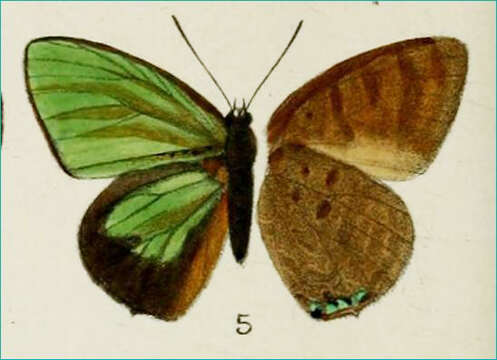 Image of Arhopala borneensis Bethune-Baker 1896