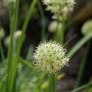 Image of Allium hookeri Thwaites