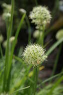 Image of Allium hookeri Thwaites