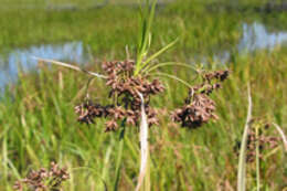 Imagem de Scirpus ancistrochaetus Schuyler