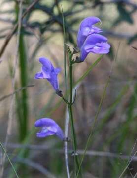 Image of Florida skullcap