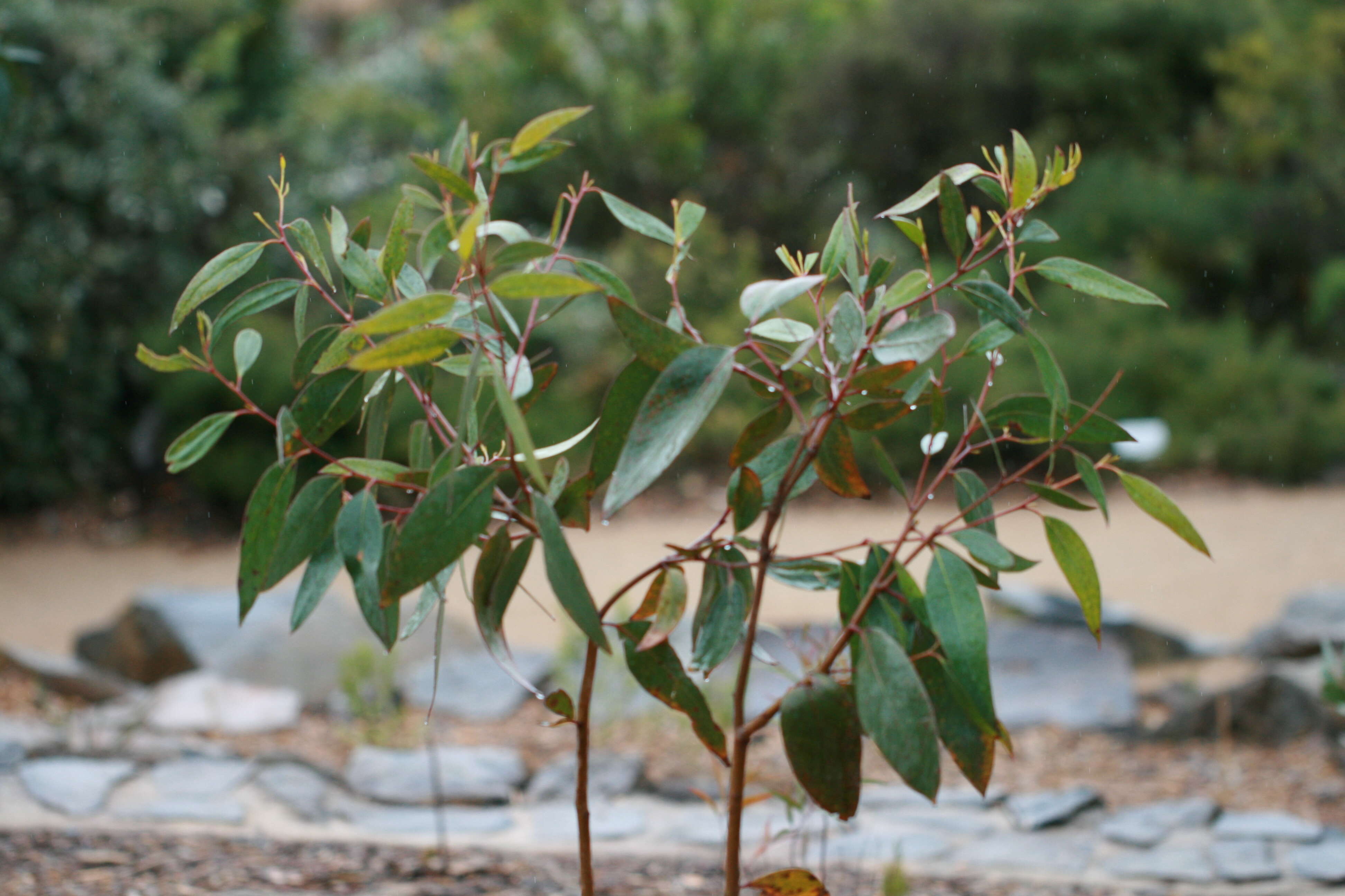 Слика од Eucalyptus burgessiana L. A. S. Johnson & Blaxell