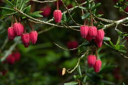 Image of Chilean Lantern Tree