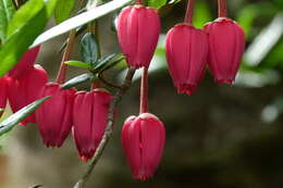 Image of Chilean Lantern Tree