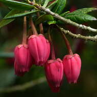 Image of Chilean Lantern Tree