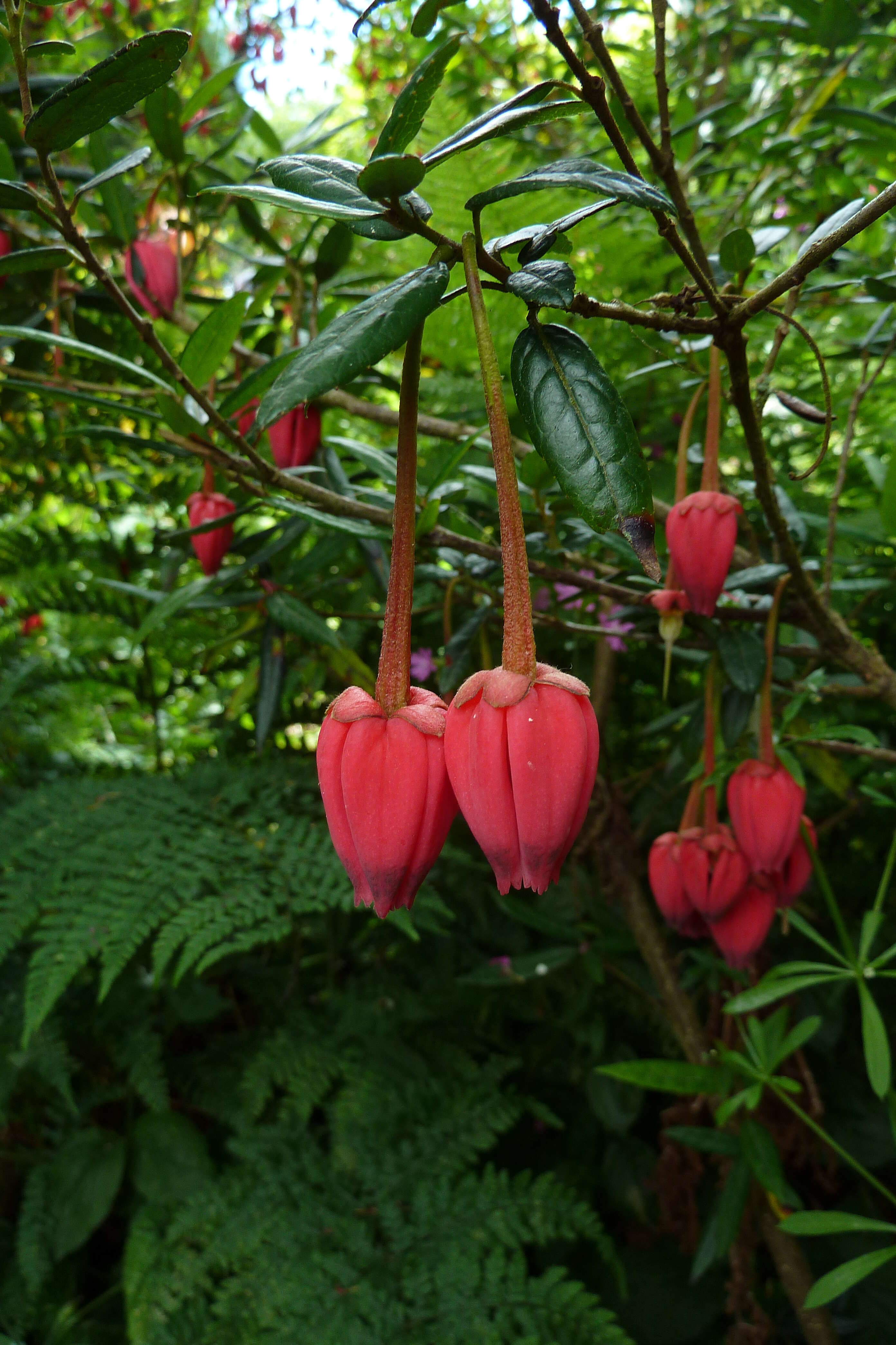 Image of Chilean Lantern Tree