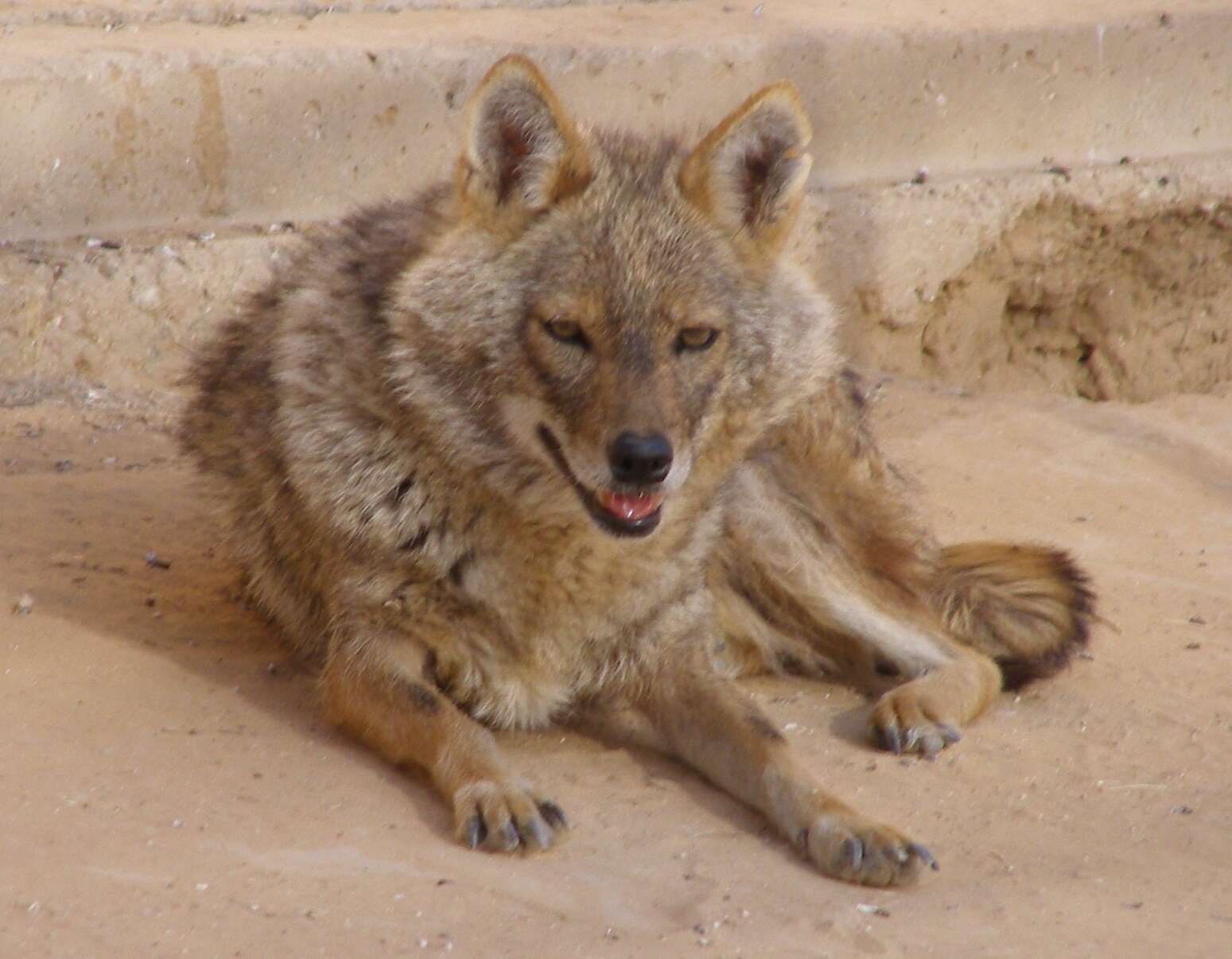 Image of Syrian jackal