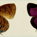 Image of Arhopala semperi Bethune-Baker 1896