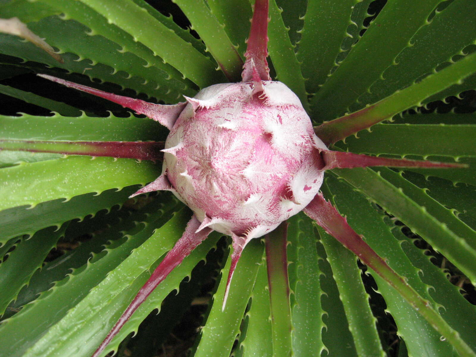 Image of Ochagavia carnea (Beer) L. B. Sm. & Looser