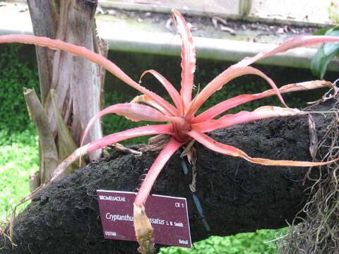 Image of Cryptanthus incrassatus L. B. Sm.