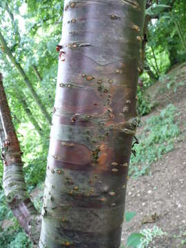 Image of Prunus canescens